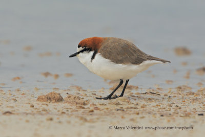 Red-capped Plover - Charadrius ruficapillus