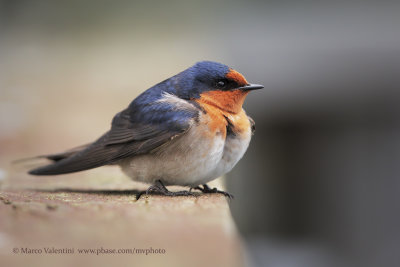 Welcome Swallow - Hirundo neoxena