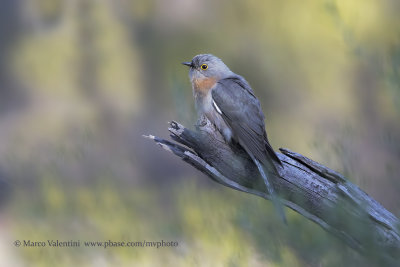 Fan-tailed Cuckoo - Cacomantis flabelliformis