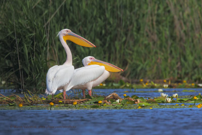 White Pelican - Pelecanus onocrotalus