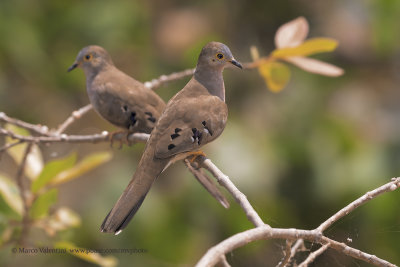 Long-tailed Ground Dove - Uropelia campestris