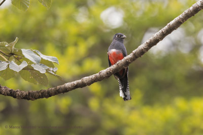 Blue-crowned Trogon - Trogon curucui