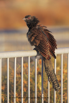 Pheasant Cuckoo - Centropus phasianinus