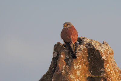 Australian kestrel - Falco cenchroides