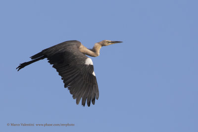 Pacific Heron - Ardea pacifica