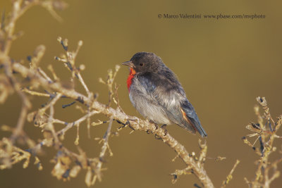 Mistletoe Bird - Dicaeum hirundinaceum