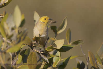 White-plumed Honeyeater - Ptilotula penicillata