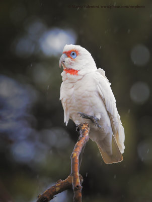 Long-billed Corella - Cacatua tenuirostris
