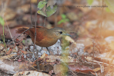 Rusty-backed Spinetail - Cranioleuca vulpina