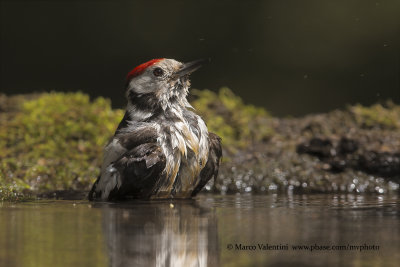Middel-spotted Woodpecker - Dendrocopus medius