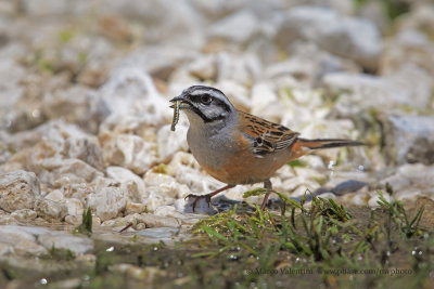 Rock Bunting - Emberiza cia