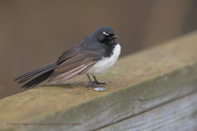 Willie Wagtail - Rhipidura leucophrys