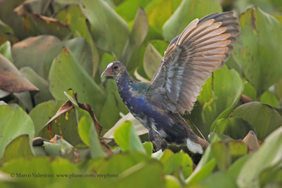 Purple Gallinule - Porphyrula martinica