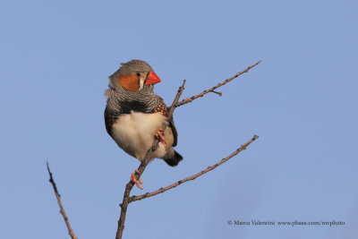 Zebra Finch - Taenopygia guttata