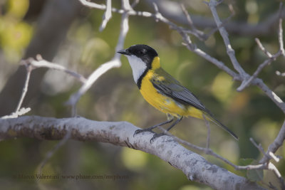 Mangrove Golden Whistler - Pachycephala melanura