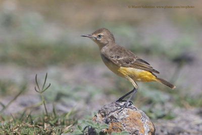 Yellow Chat - Epthianura crocea