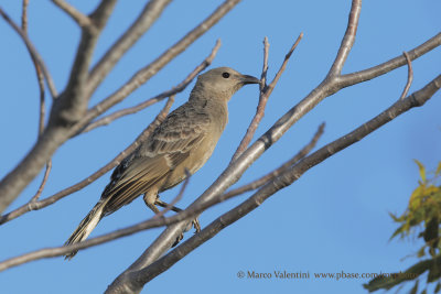 Great Bowerbird - Chlamydera nuchalis