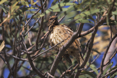 Western Bowerbird - Chlamydera guttata