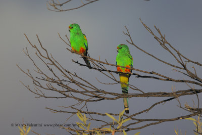 Mulga parrot - Psephotus varius