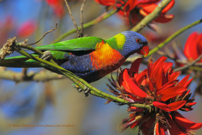 Rainbow Lorikeet - Trichoglossus moluccanus