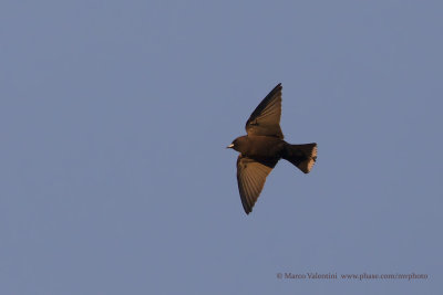 Little Woodswallow - Artamus minor