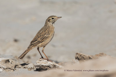 Australian Pipit - Anthus australis