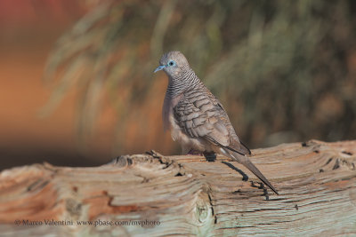 Peaceful Dove - Geopelia placida