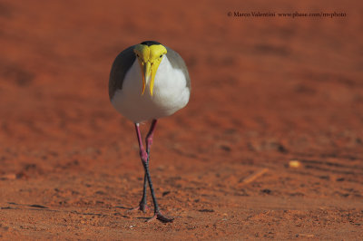 Spur-winged plover - Vanellus miles
