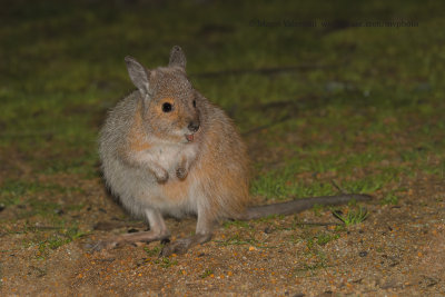 Rufous Hare-wallaby - Lagorchestes hirsutus