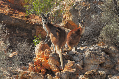 Euro - Macropus robustus