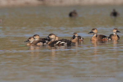 Wandering Whistling Duck - Dendrocygna arcuata