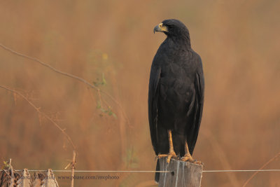 Great Black Hawk - Buteogallus urubitinga