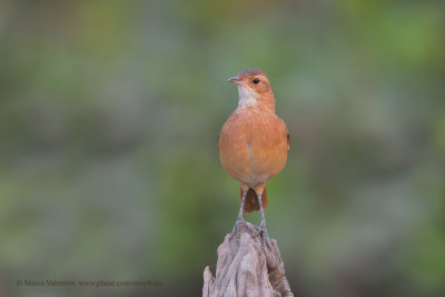 Rufous Hornero - Furnarius rufus