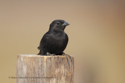 Screaming cowbird - Molothrus rufoaxillaris