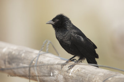 Chopi Blackbird - Gnorimopsar chopi