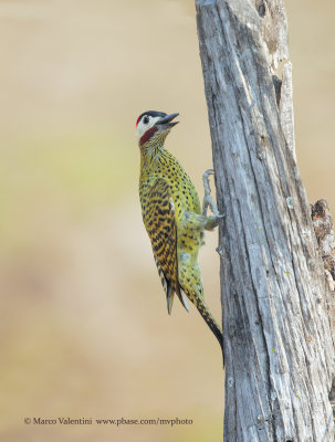 Green-barred Woodpecker - Colaptes melanochloros