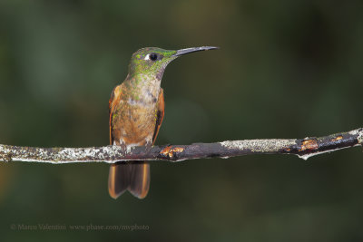 Fawn-breasted Brilliant - Heliodoxa rubinoides