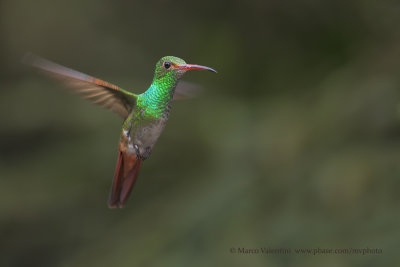 Rufous-tailed Hummingbird - Amazilia tzacatl