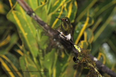 Booted Racket-tail - Ocreatus underwoodii