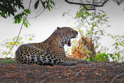 Jaguar - Panthera onca