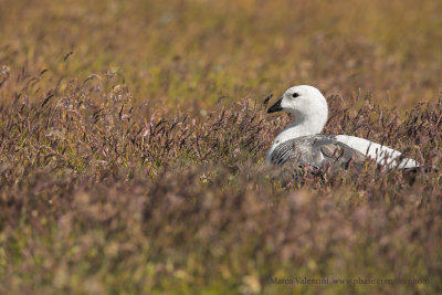 Upland Goose - Chloephaga picta