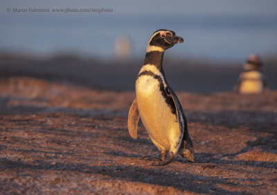 Magellanic Penguin- Spheniscus magellanicus