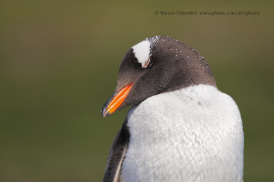 Gentoo Penguin - Pygoscelis papua