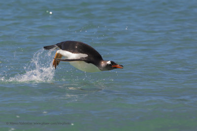 Gentoo Penguin - Pygoscelis papua