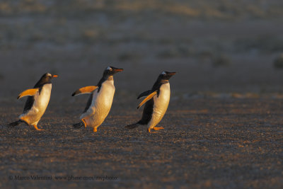 Gentoo Penguin - Pygoscelis papua