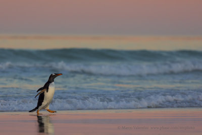 Gentoo Penguin - Pygoscelis papua