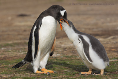 Gentoo Penguin - Pygoscelis papua