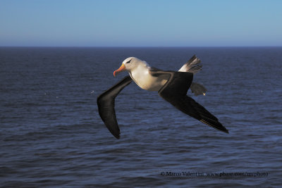 Black-browed Albatross - Thalassarche melanophris