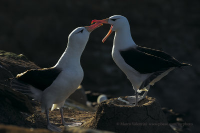 Black-browed Albatros - Thalassarche melanophris