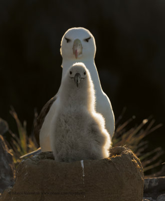 Black-browed Albatross - Thalassarche melanophris